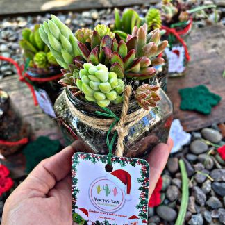 Mini-terrarios Navideños